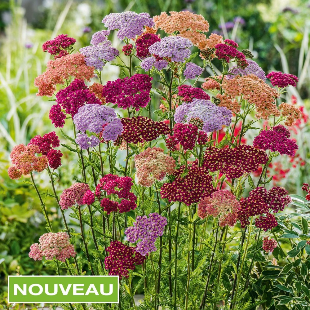Achillea millefolium 