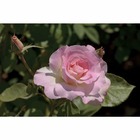 Rosier buisson blanc rose 'Charles Aznavour®' 'Meibeausai' : en motte