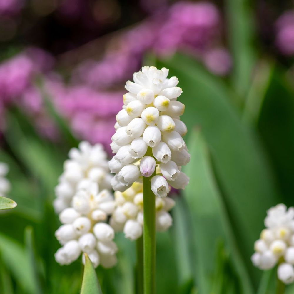 Muscari 'white magic' bulbe calibre 7+ (par 20)