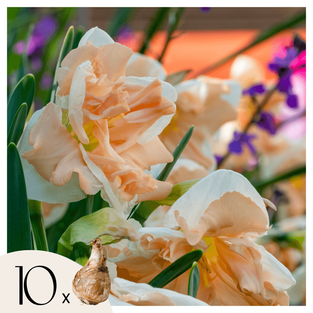 Jonquilles - lot de 10 - narcisse 'apricot whirl' - bulbes à fleurs - orange