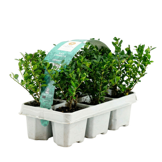 Lot de 6 - ilex crenata jenny - houx japonais - h. 10-20 cm