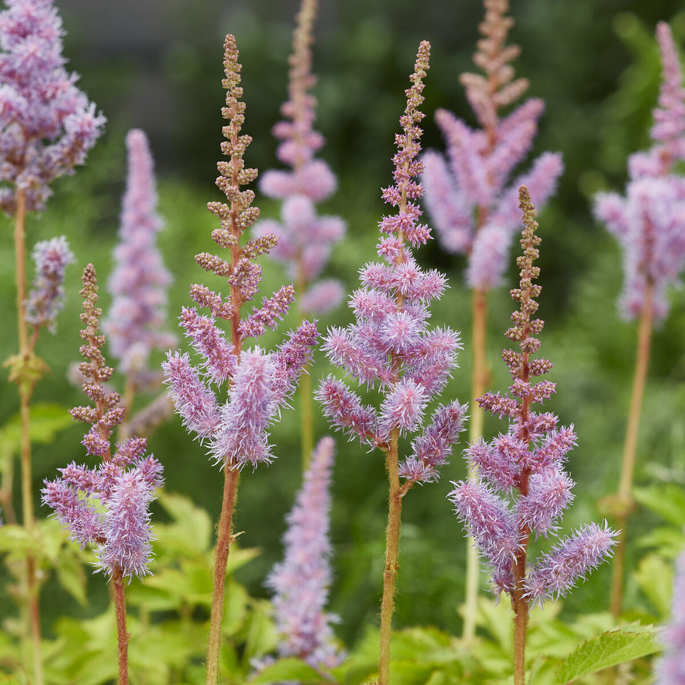 Astilbe de chine pumila - le pot / ø 9cm