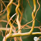 Salix erythroflexuosa c.4l