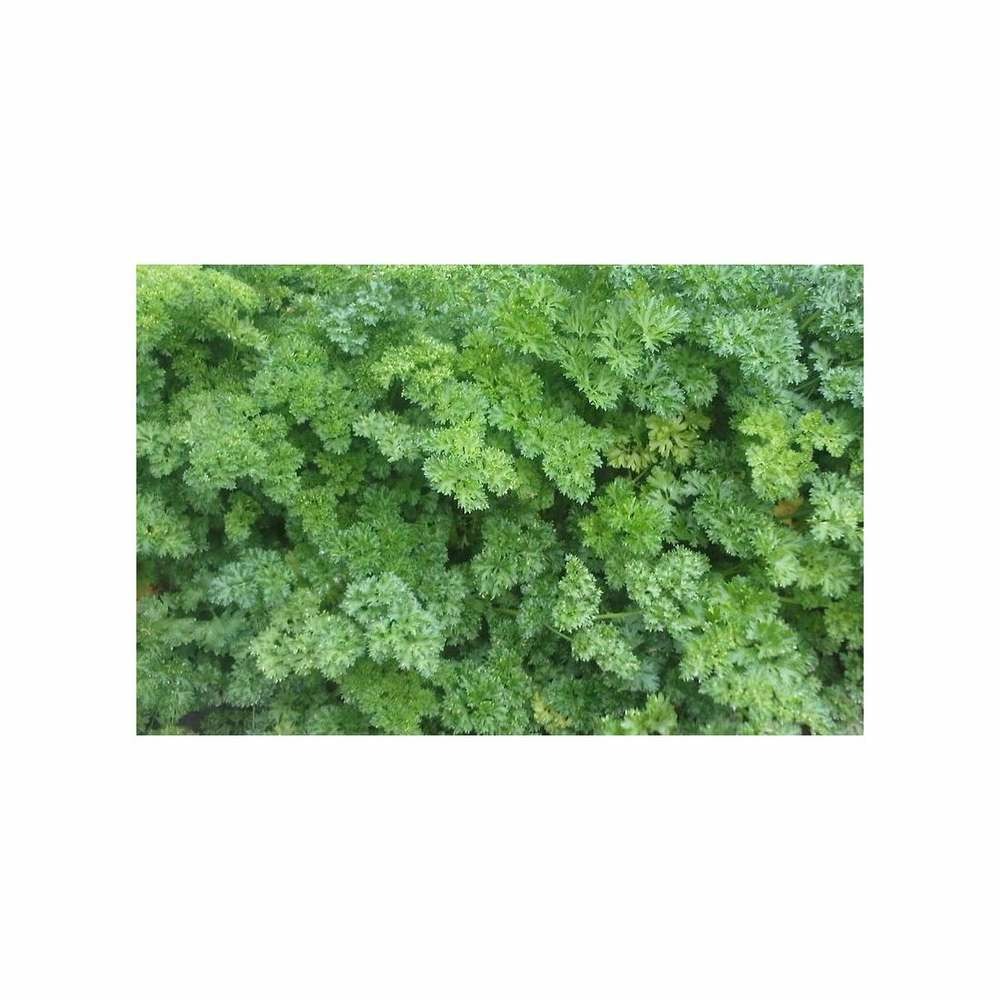 Graines de persil frisé vert foncé