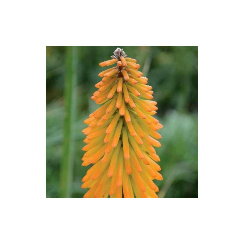 Kniphofia, tison de satan mango popsicle® lot de 3 godets