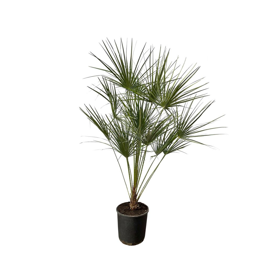 Chamaerops humilis 160cm - plante d'intérieur