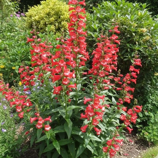 Penstemon le phare lot de 3 godets