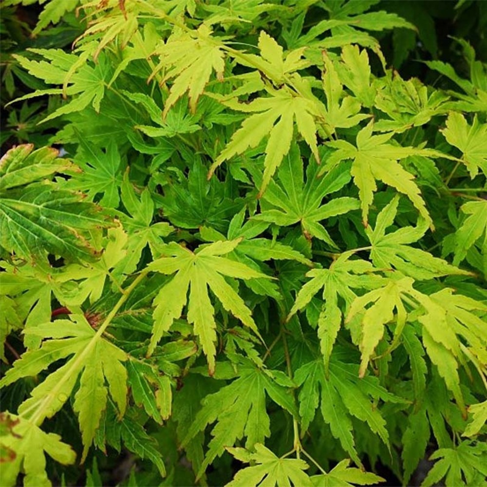 Érable du japon 'going green' pot de 3l/4l