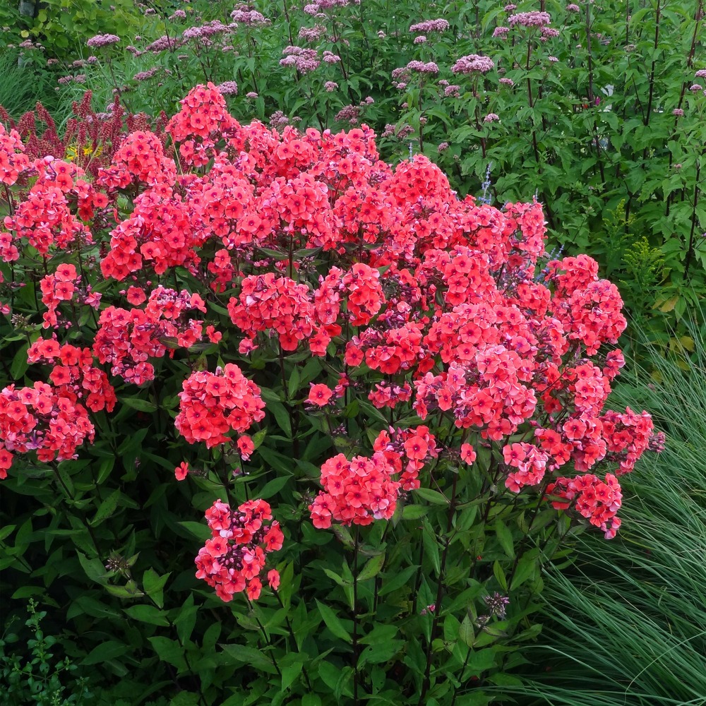 Phlox paniculé 'starfire' pot de 1,5l/2l