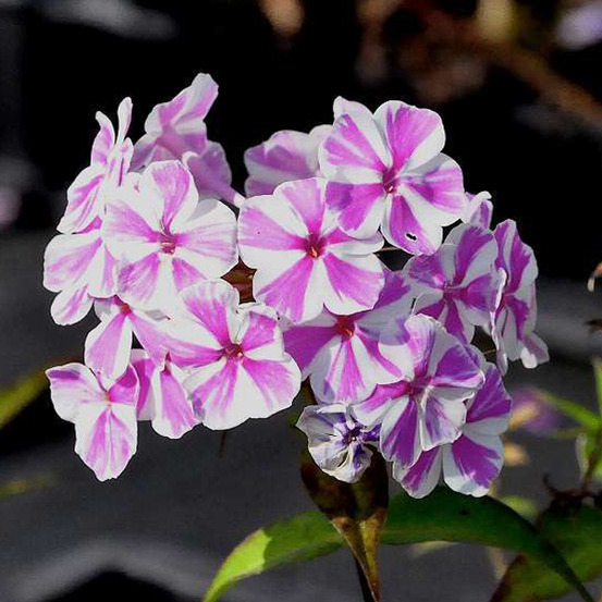6 x phlox maculé 'natascha' - phlox maculata 'natascha' - godet 9cm x 9cm