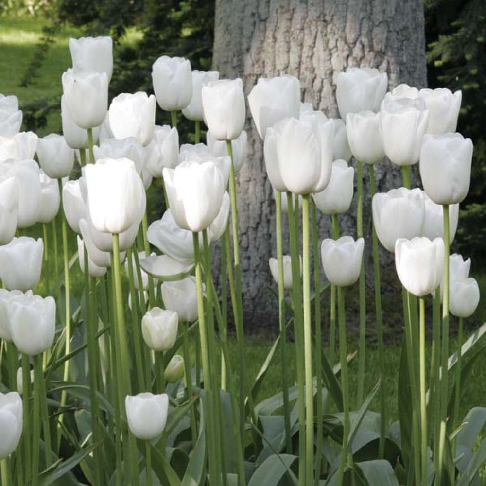Tulipe simple tardive 'maureen' bulbe calibre 12+ (par 10)