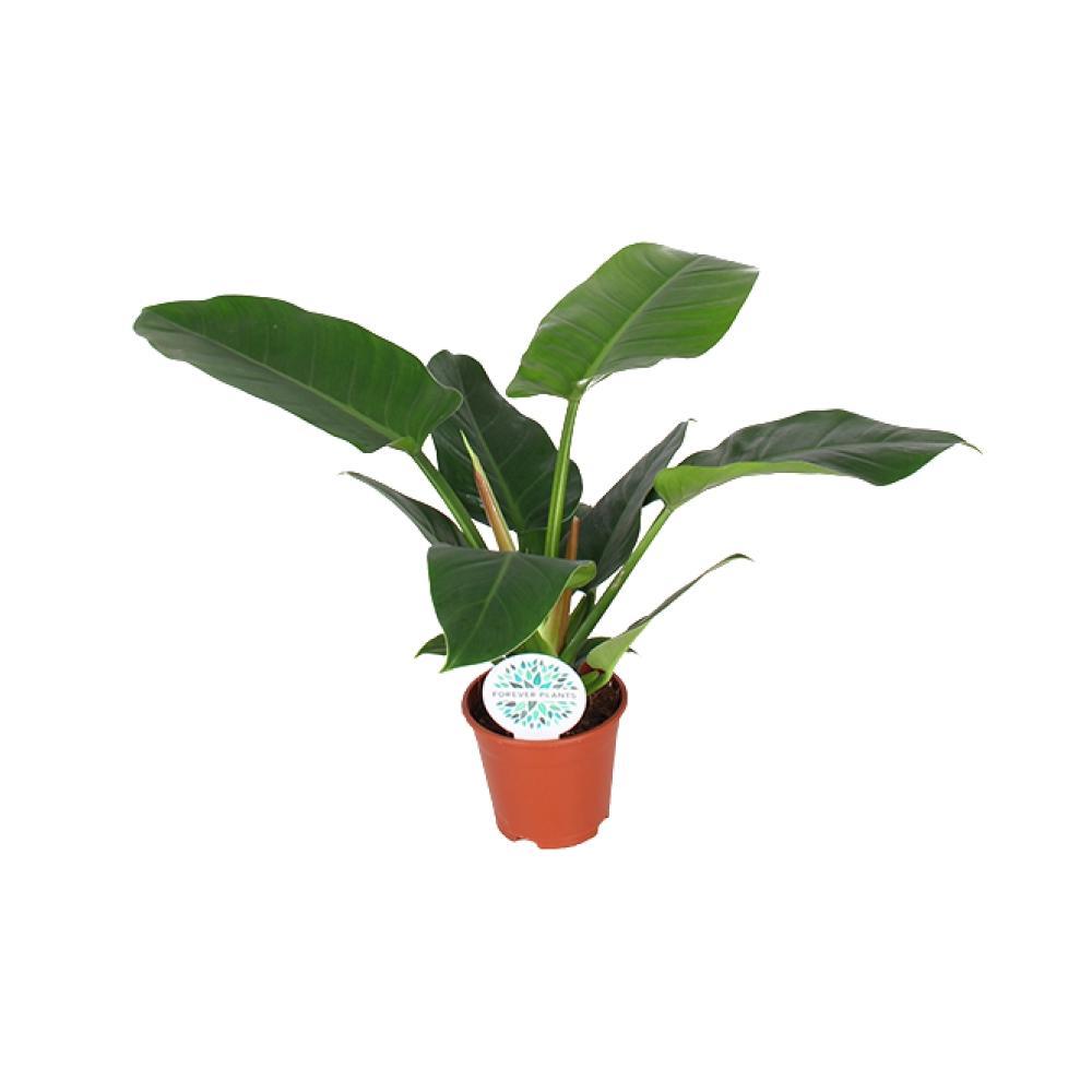 Plante d'intérieur - philodendron imperial green 50.0cm
