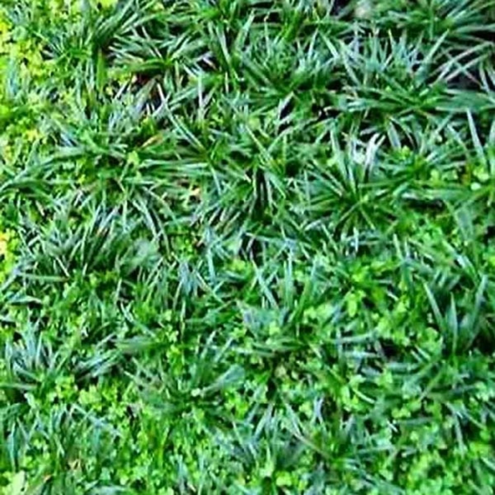 Muguet du japon godet de 8/9 cm