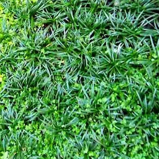 Muguet du japon godet de 8/9 cm