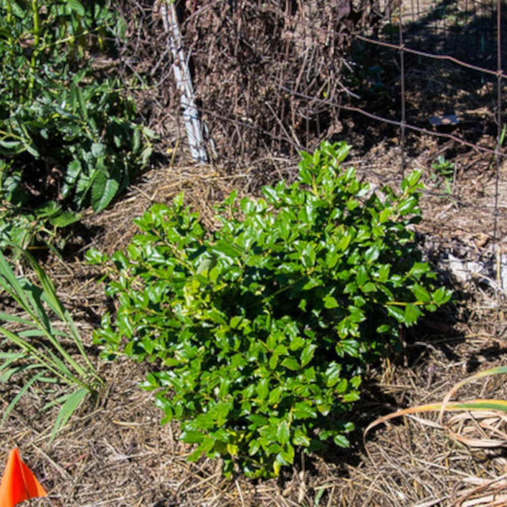 Houx nain magical® little rascal 'mondo' pot de 3l - 20/40 cm