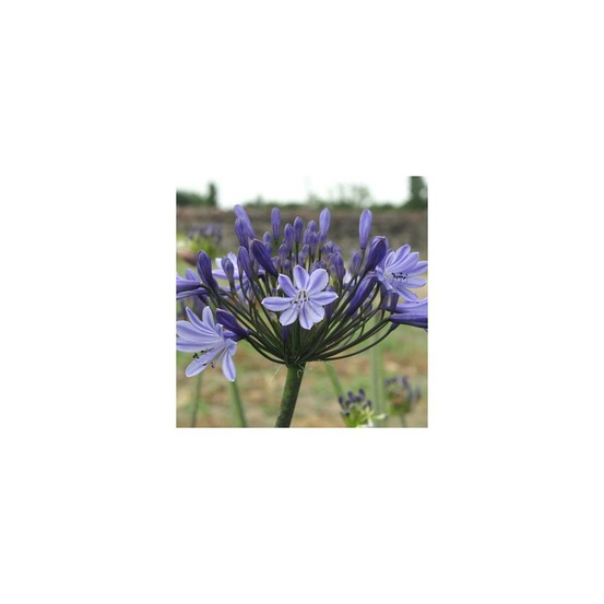 Agapanthe rosewarne lot de 5 godets