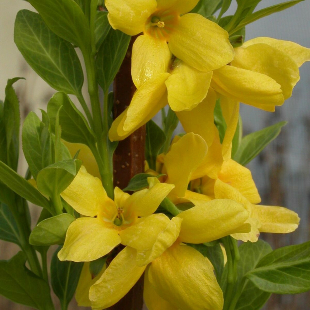 Forsythia lynwood, mimosa de paris pot de 7,5l - 60/80 cm