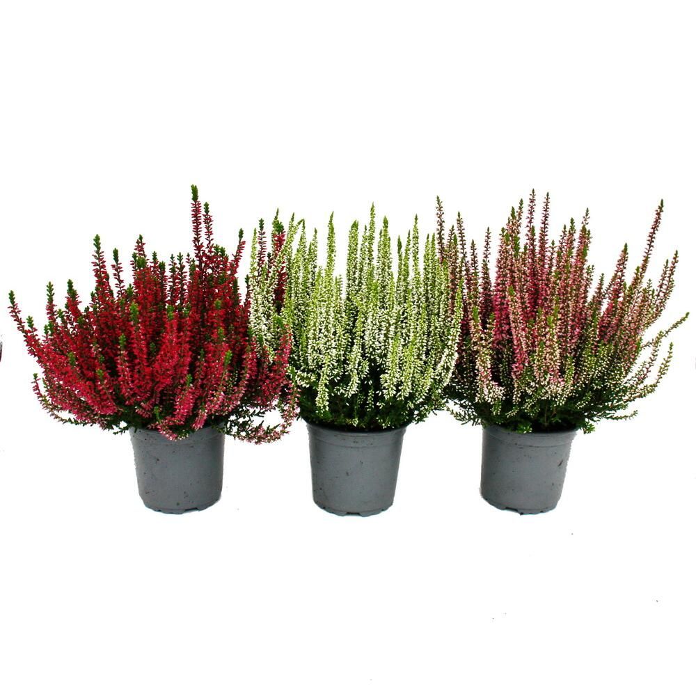 Calluna vulgaris - set de 3 plantes - bruyère à balai - plante de terre de bruyère - pot de 11cm - mélange de couleurs