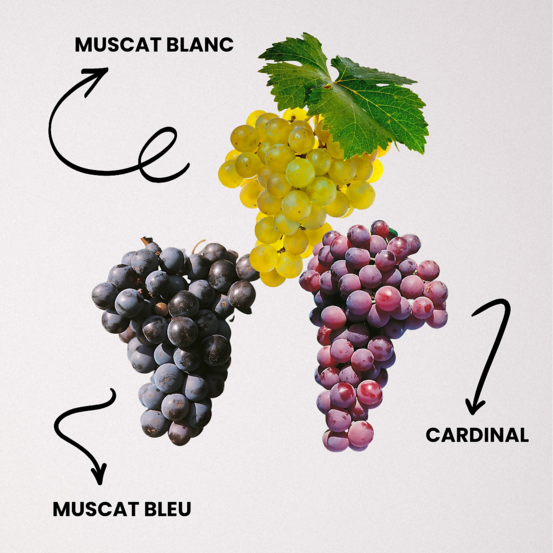 Offre speciale vignes - 3 varietes