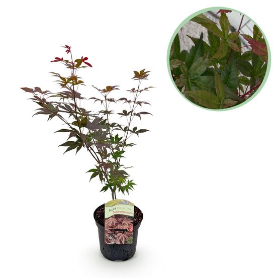Érable du japon - acer palmatum atropurpureum - violet - pot 19cm hauteur 7