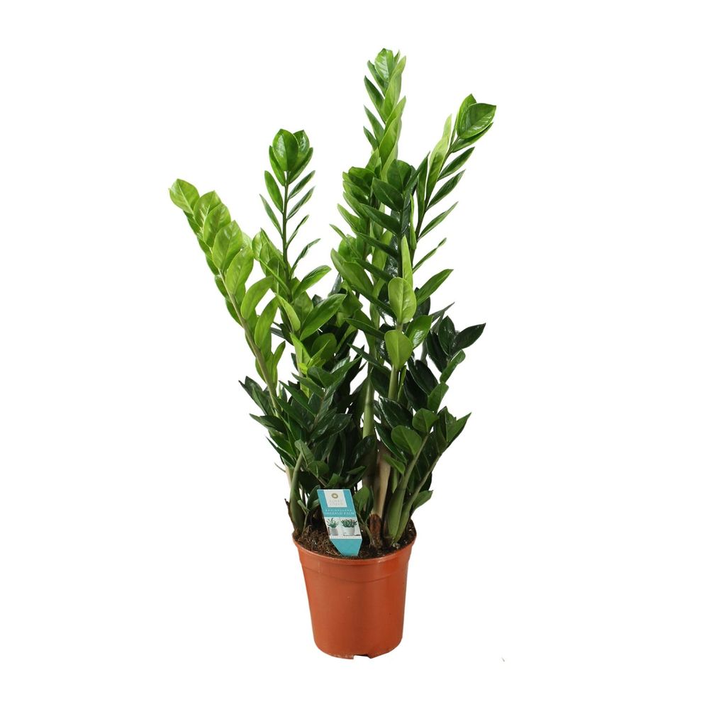 Zamioculcas 21cm - ø21cm - ↕75cm - plantes d'intérieur