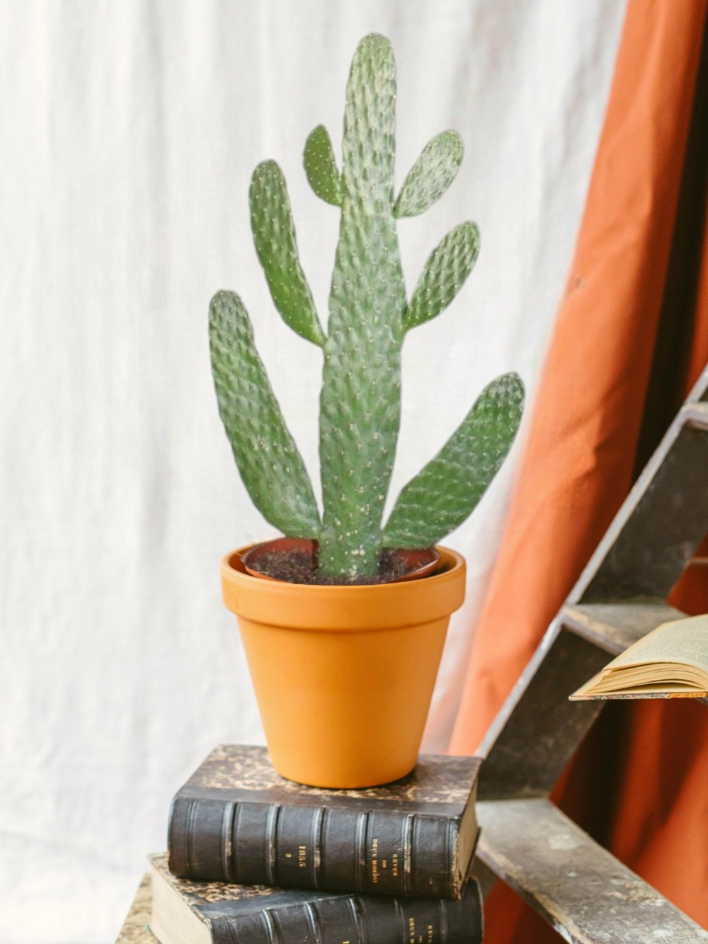 Opuntia consolea 55cm - plante d'intérieur