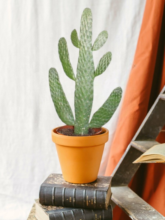 Opuntia consolea 55cm - plante d'intérieur