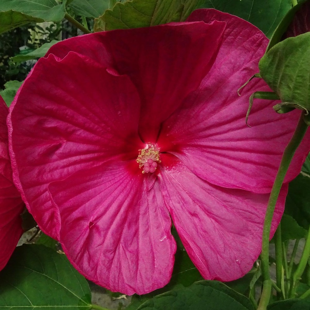 Hibiscus des marais 'rose' pot de 2l/3l