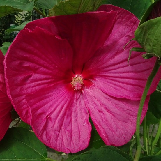 Hibiscus des marais 'rose' pot de 2l/3l