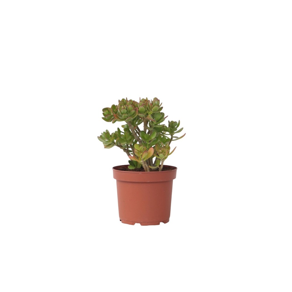 Arbre de jade - crassula ovata 'minor' - hauteur 45-50cm - ⌀23cm