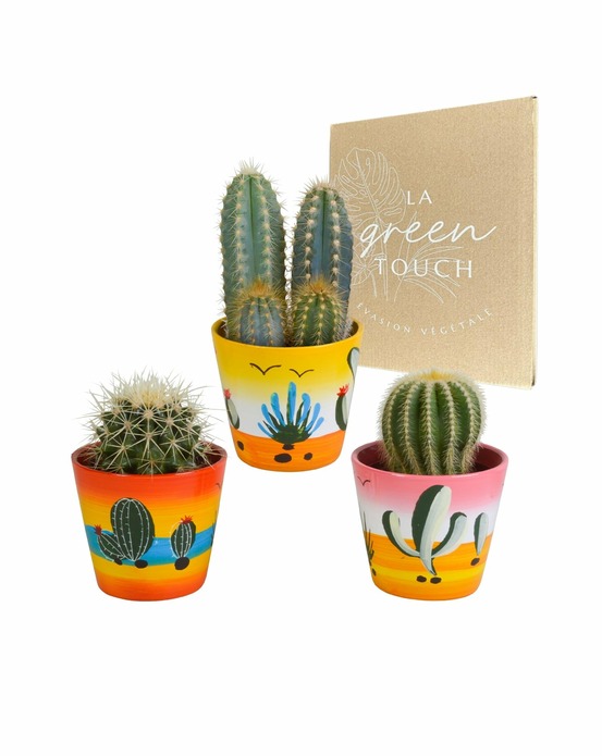 Trio de cactus h18cm