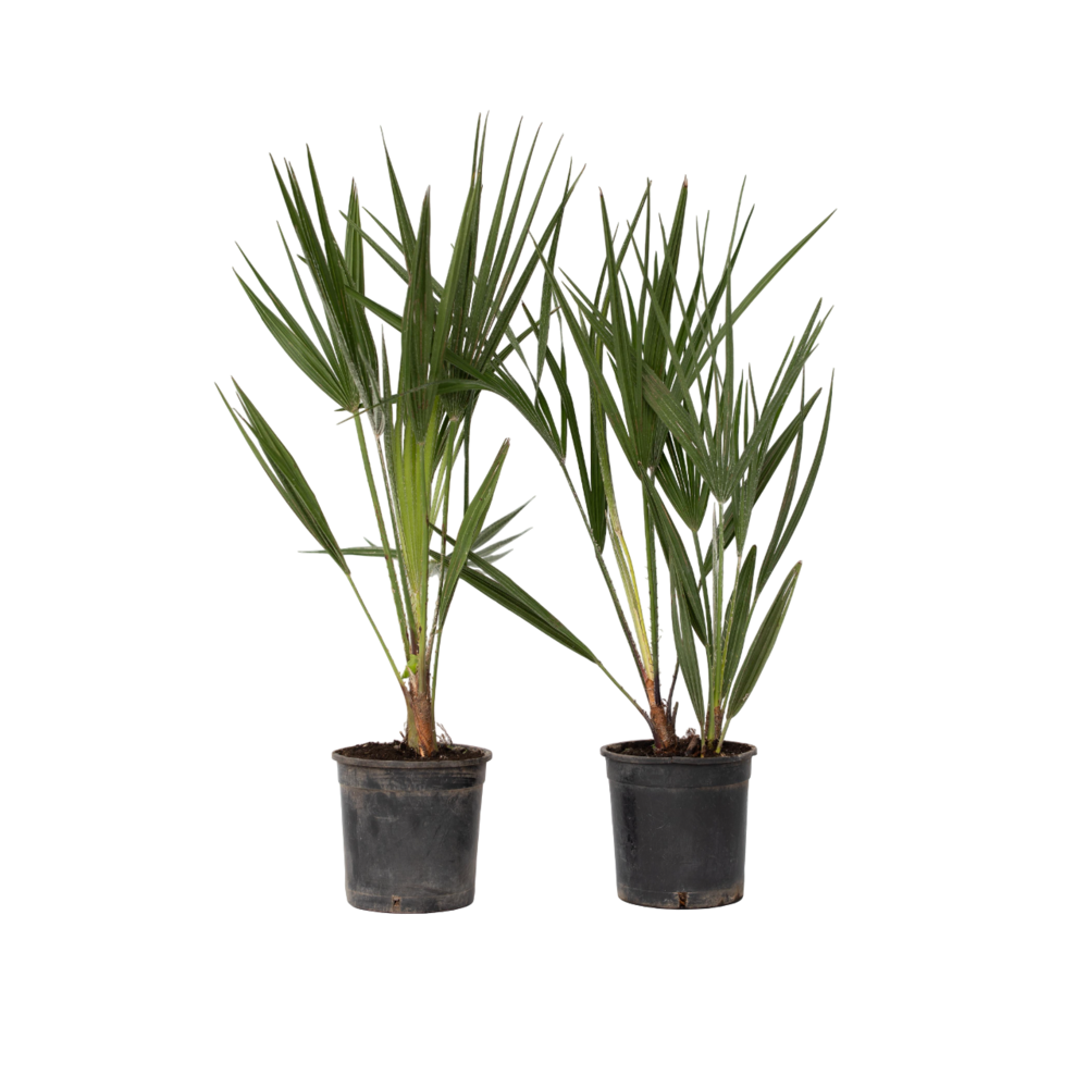 Palmier nain - set de 2 - chamaerops humilis - hauteur 50-60cm - ⌀15cm