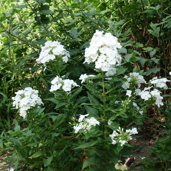 Phlox paniculé white admiral - le pot / ø 9cm