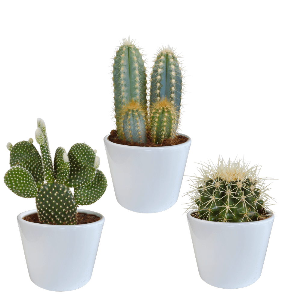 3x mélange de cactus - en pot blanc - ø10,5cm - ↕23cm - plante d’intérieur
