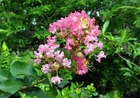 Lilas des Indes indica Rose C 4 litres
