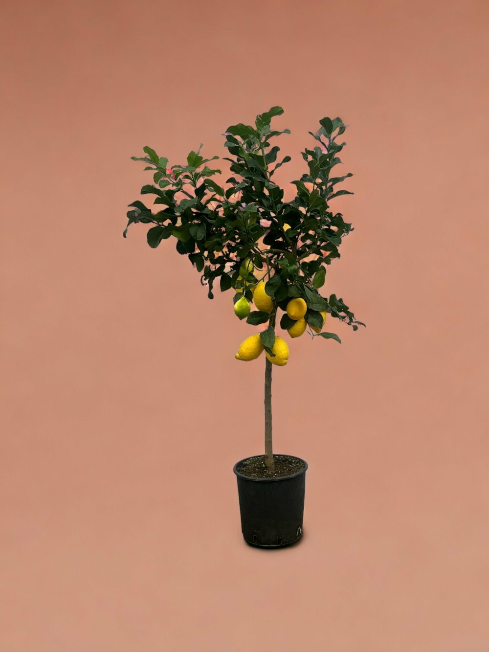 Plante d'intérieur - citronnier 150cm
