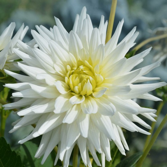 Bulbe de dahlia cactus playa blanca