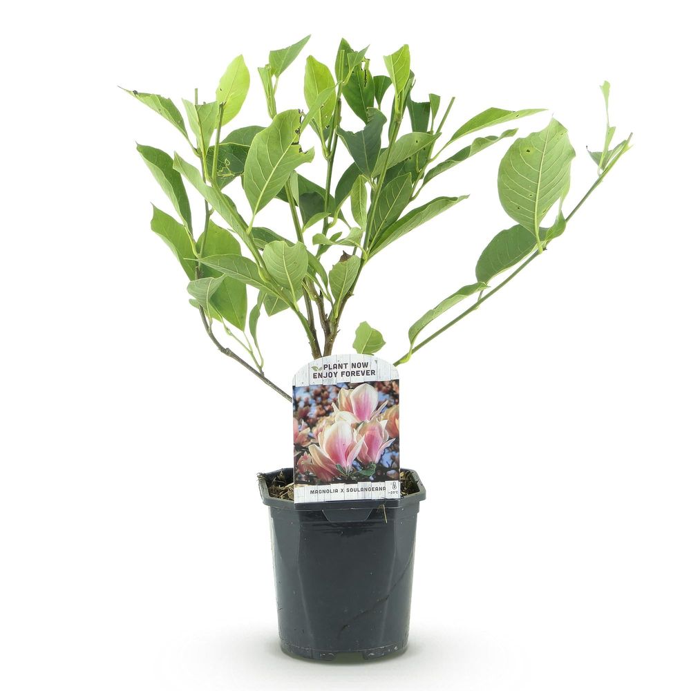 Magnolia - pot 17 cm - hauteur 45 cm - rose - plante d'extérieur