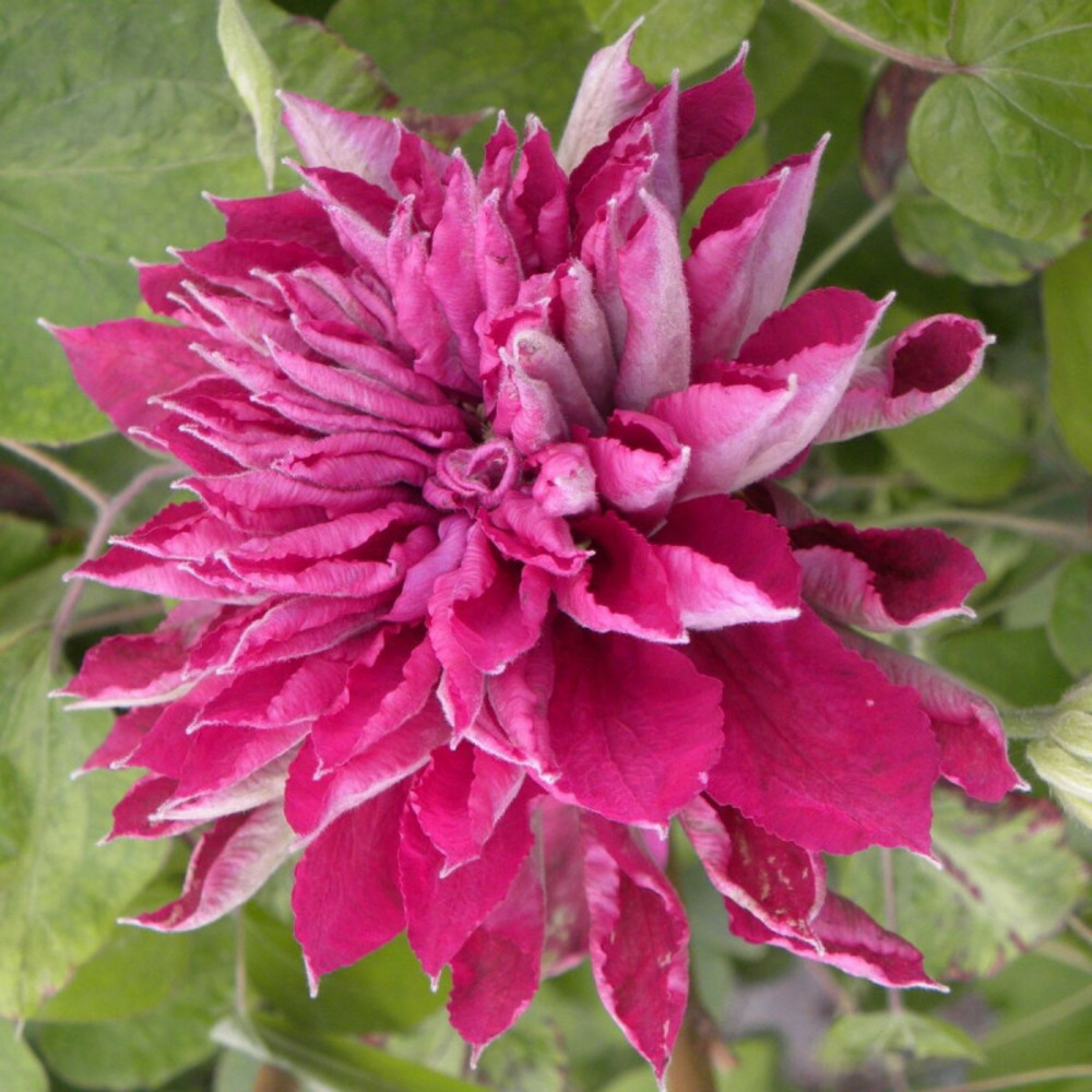 Clématite red star pot de 1,5l - tuteur bambou 30/60 cm