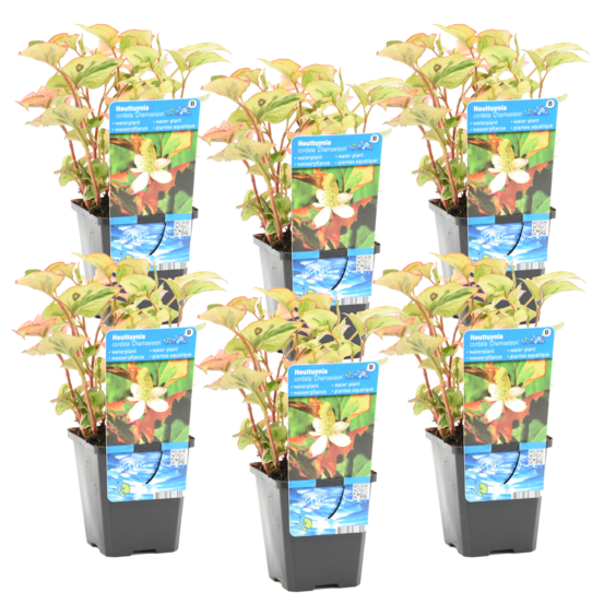 Lot de 6 - houttuynia cordata chameleon - doku-dami - 10-20 cm de haut - pot 9 cm