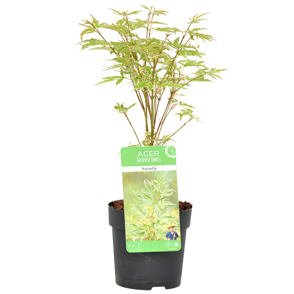 Acer palmatum 'butterfly' - érable du japon - feuillage panaché - 20-30 cm de haut - pot 10,5 cm