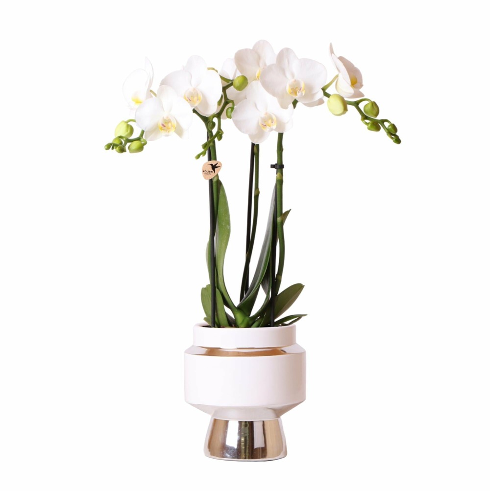 Orchidée amabilis blanche et son pot chic argenté - hauteur 35cm