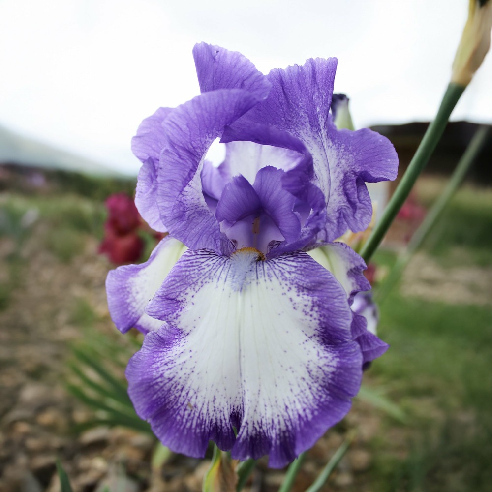 2 iris de jardin bordure - le paquet de 2 racines nues