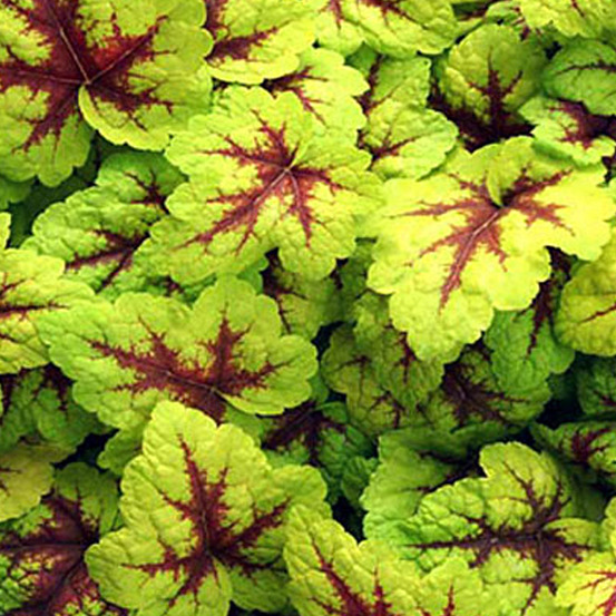 6 x heucherella 'stoplight' - heucherella 'stoplight' - godet 9cm x 9cm