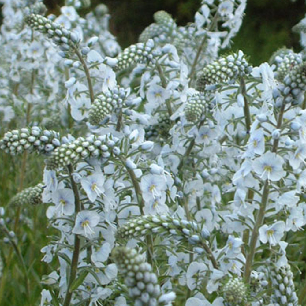 6 x véronique gentiane - veronica gentianoides - godet 9cm x 9cm