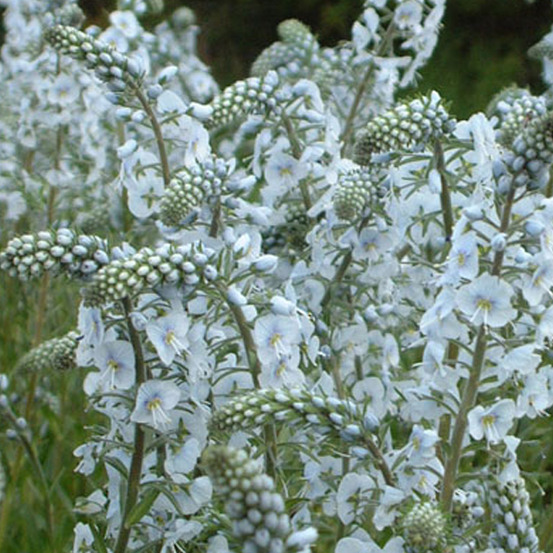 6 x véronique gentiane - veronica gentianoides - godet 9cm x 9cm