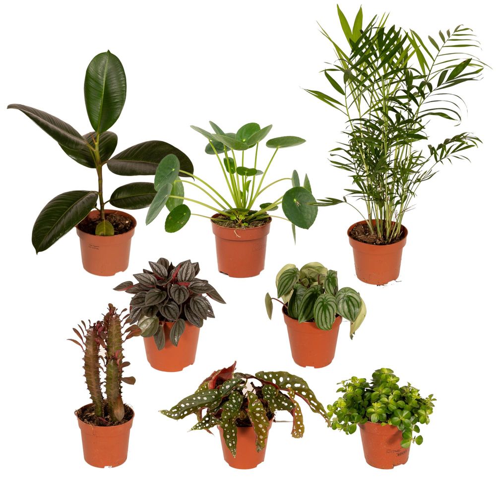 Boîte de rangement - ø12cm - 8x - plantes d'intérieur