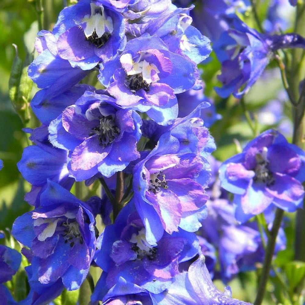 Pied-d'alouette blue jay godet - 5/20 cm