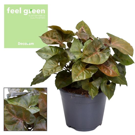 Syngonium maria feel vert - h25 cm - ø14 cm