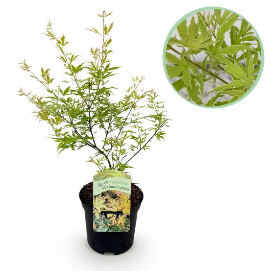 Érable du japon - acer palmatum matamorphosa - pot 19cm hauteur 70cm
